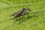  Ibisia marginata (Fabricius, 1781)