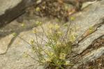 Sagine subulée Sagina subulata (Sw.) C.Presl, 1826