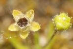 Sagine subulée Sagina subulata (Sw.) C.Presl, 1826
