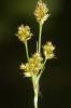 Luzule multiflore, Luzule à nombreuses fleurs Luzula multiflora (Ehrh.) Lej., 1811