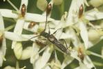  Glaphyra umbellatarum (Schreber, 1759)