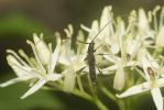  Glaphyra umbellatarum (Schreber, 1759)