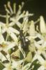  Anoplodera sexguttata (Fabricius, 1775)