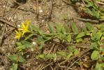Millepertuis couché, Petit Millepertuis Hypericum humifusum L., 1753