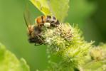 Abeille domestique, Abeille européenne, Abeille me Apis mellifera Linnaeus, 1758