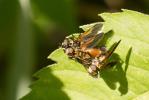  Trichopoda pennipes (Fabricius, 1781)