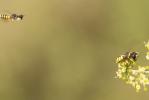  Lestica clypeata (Schreber, 1759)