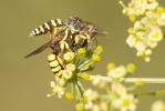  Lestica clypeata (Schreber, 1759)