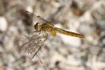 Sympétrum de Fonscolombe (Le) Sympetrum fonscolombii (Selys, 1840)