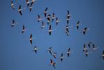 Flamant rose Phoenicopterus roseus Pallas, 1811
