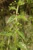 Scrophulaire voyageuse Scrophularia peregrina L., 1753