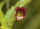 Scrophulaire voyageuse Scrophularia peregrina L., 1753