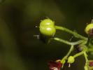 Scrophulaire voyageuse Scrophularia peregrina L., 1753