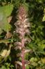 Orobanche du trèfle, Petite Orobanche Orobanche minor Sm., 1797
