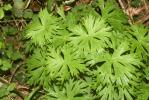 Aconit de Naples Aconitum lycoctonum subsp. neapolitanum (Ten.) Nyman, 1878