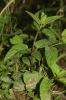 Scrophulaire noueuse Scrophularia nodosa L., 1753