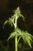 Aconit de Naples Aconitum lycoctonum subsp. neapolitanum (Ten.) Nyman, 1878