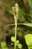 Luzule multiflore, Luzule à nombreuses fleurs Luzula multiflora (Ehrh.) Lej., 1811