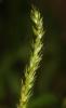 Laîche des bois Carex sylvatica Huds., 1762