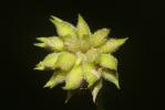 Anémone des bois, Anémone sylvie Anemone nemorosa L., 1753