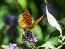 Tabac d'Espagne (Le), Nacré vert (Le), Barre argen Argynnis paphia (Linnaeus, 1758)