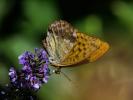 Tabac d'Espagne (Le), Nacré vert (Le), Barre argen Argynnis paphia (Linnaeus, 1758)