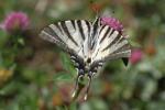 Flambé (Le) Iphiclides podalirius (Linnaeus, 1758)