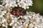 Clairon des ruches Trichodes alvearius (Fabricius, 1792)