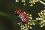 Punaise arlequin Graphosoma italicum (O.F. Müller, 1766)