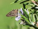 Azuré de la Luzerne (L'), Azuré de Lang (L'), Argu Leptotes pirithous (Linnaeus, 1767)