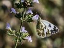 Marbré-de-vert (Le), Piéride du Réséda (La), Marbr Pontia daplidice (Linnaeus, 1758)
