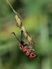Zygène de la Petite coronille (La) Zygaena fausta (Linnaeus, 1767)