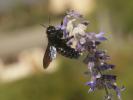 Abeille charpentière, Xylocope violet Xylocopa violacea (Linnaeus, 1758)