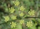 Grande Berce de Lecoq Heracleum sibiricum L., 1753