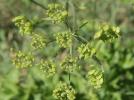Grande Berce de Lecoq Heracleum sibiricum L., 1753