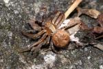 Xystique Xysticus 