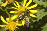  Megachile octosignata Nylander, 1852