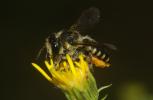  Megachile octosignata Nylander, 1852