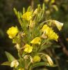 Onagre à petites fleurs, Onagre muriquée Oenothera parviflora L., 1759