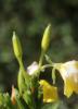 Onagre à petites fleurs, Onagre muriquée Oenothera parviflora L., 1759
