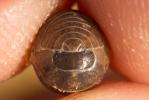 Cloporte commun (Le), Armadille commune (L'), Arma Armadillidium vulgare (Latreille, 1804)