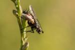  Eriothrix rufomaculatus (De Geer, 1776)
