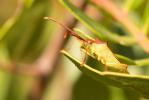  Gonocerus insidiator (Fabricius, 1787)