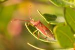  Gonocerus insidiator (Fabricius, 1787)