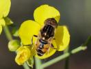  Eristalinus megacephalus (Rossi, 1794)