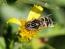  Eristalinus megacephalus (Rossi, 1794)