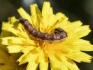 Armigère (L') Helicoverpa armigera (Hübner, 1808)