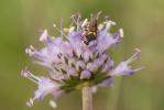  Anthidiellum strigatum (Panzer, 1805)