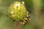  Cerceris flavilabris (Fabricius, 1793)