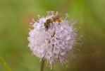  Andrena marginata Fabricius, 1776
